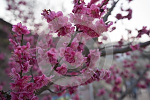 Pink plum blossom