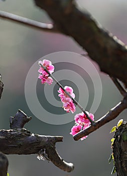 Pink, the plum blossom