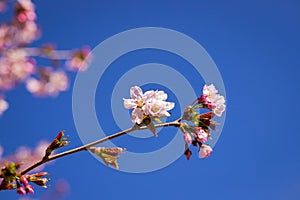 Pink plum blossom.Branches of blossom Plums against blue sky.Background with pink spring blossoms. Cherry tree twigs with blooming