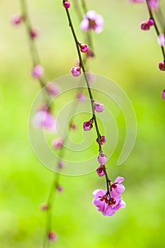 pink plum blossom flower bud tender green background early spring, ume, mei