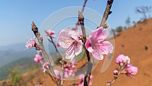 Pink Plum blossom flowers in the garden