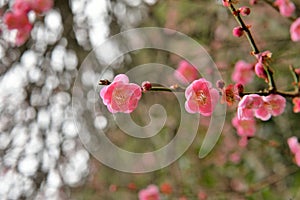 Pink plum blossoms in winter