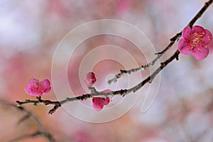 Pink plum blossoms in winter