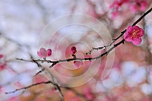 Pink plum blossoms in winter