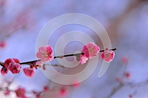 Pink plum blossoms in winter