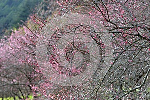 Pink plum blossoms in winter