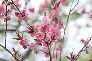 Pink plum flower bloomimg on the tree branch. Small fresh buds and many petals layer romantic flora in botany garden blue sky