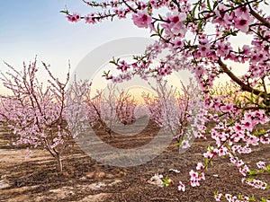 Pink Plum Trees on Blossom Trail