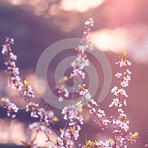 Pink plum flower in sunshine morning close-up view