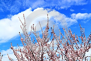 Pink Plum Flowering Tree