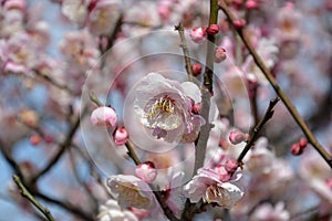 Pink plum flowers blossom on the branch