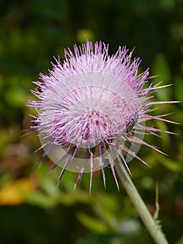 A pink plume thistle