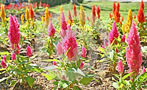 Pink Plumed Celusia Flowers