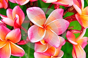 Pink Plumeria