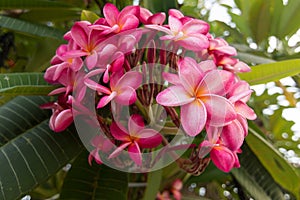 Pink Plumeria blooming in nature