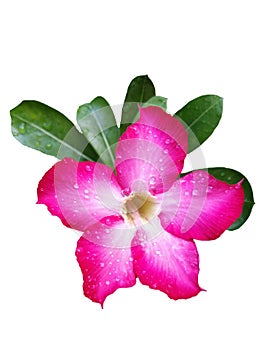 Pink Plumeria Flower. Beautiful plumeria flower isolated on white background,