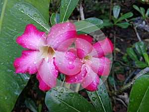Pink Plumeria Flower. Beautiful plumeria flower, The water dropl