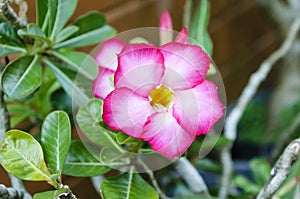 Pink plumeria flower in garden