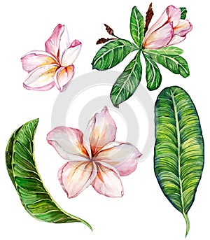 Pink plumeria flower with leaves. Floral set. Isolated on white background. Watercolor painting. photo