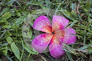 Pink Plumeria Flower with Raindrops Rests in Grass After Hurricane Storm