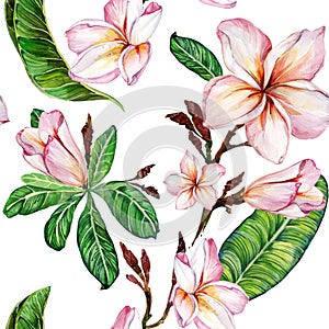 Pink plumeria flower on a twig. Seamless floral pattern. Isolated on white background. Watercolor painting.