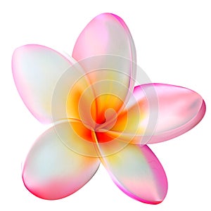 Pink plumeria flower. Vector illustration photo