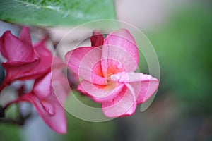 Pink plumeria flower wallpaper