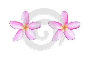 Pink plumeria flowers On 2 white backgrounds