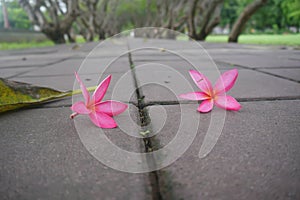 Pink plumeria flowers on the concrete floor