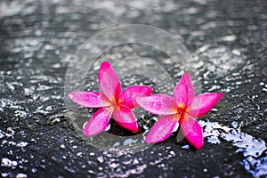 Pink plumeria flowers Fell on the cement floor