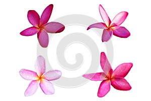 Pink plumeria flowers Fully bloom On a white background