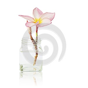 Pink Plumeria Flowers in Glass Vase Isolated on White Background