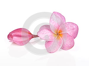 Pink plumeria flowers isolated on white background.