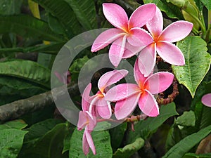 Pink Plumeria Flowers in the Rain