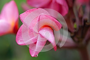 Pink Plumeria flowers