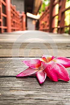 Pink plumeria flowers on wood texture