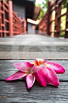 Pink plumeria flowers on wood texture