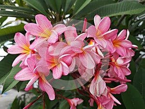 Pink plumeria or frangipani flowers in a bunch