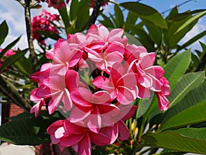 Pink plumeria or frangipani flowers in a bunch