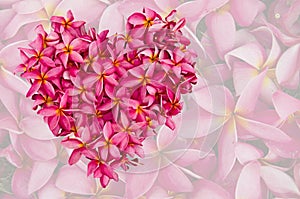 Pink plumeria heart on fade flower out background