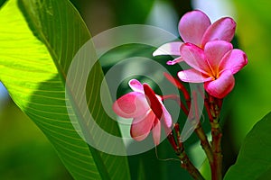 Pink Plumeria And Leaves