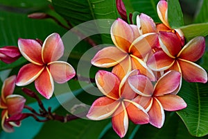 Pink plumeria on the plumeria tree, frangipani tropical flowers.s. Blossom Plumeria flowers on light blurred background.