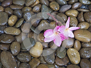 Pink Plumeria on wet stones