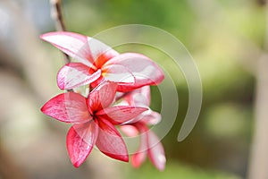 Pink plumerias flowers on the left side of picture