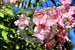 Pink Podranea Ricasoliana plant in the garden