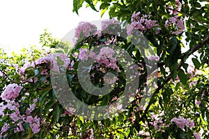 Pink podranea ricasoliana sparague Queen of sheba-vine flower