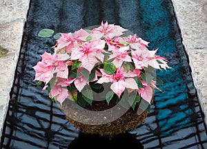 Pink Poinsettia Basket