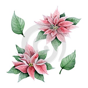 Pink poinsettia Christmas flowers and leaves watercolor illustration set. Winter holidays florals collection of elements