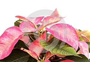 Pink poinsettia, Euphorbia pulcherrima or Easter flower