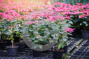 Pink poinsettia in the garden background - Poinsettia Christmas traditional flower decorations Merry Christmas